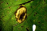 Phyllonorycter messaniella