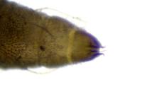 Phyllonorycter messaniella