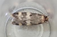 Oegoconia uralskella uralskella