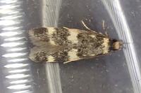 Oegoconia uralskella uralskella