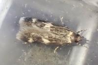 Oegoconia uralskella uralskella