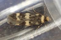 Oegoconia uralskella uralskella