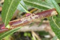 Phyllocnistis ramulicola