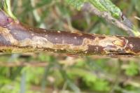Phyllocnistis ramulicola