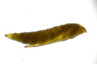 Phyllonorycter salictella