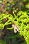 Pyropteron muscaeforme