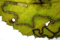 Stigmella floslactella