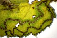 Stigmella floslactella
