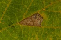 Parornix devoniella