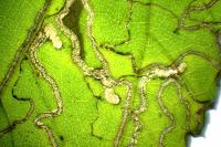 Stigmella microtheriella