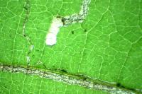 Stigmella microtheriella