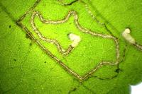 Stigmella microtheriella
