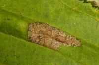 Phyllonorycter nicellii