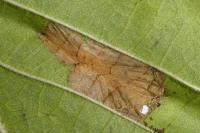 Phyllonorycter nicellii