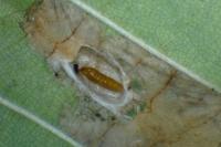 Phyllonorycter nicellii