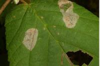 Phyllonorycter coryli