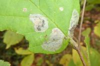 Phyllonorycter coryli