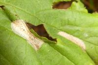 Phyllonorycter coryli