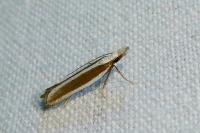 Dichomeris marginella