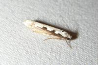 Ethmia bipunctella