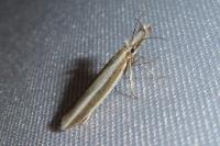 Pleurota aristella