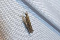 Plutella xylostella