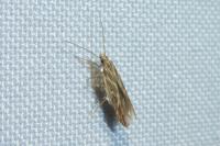 Pyroderces argyrogrammos