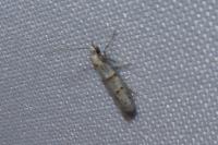 Symmocoides oxybiella