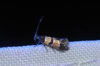 Goidanichiana jourdheuillella
