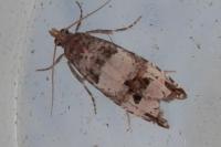Notocelia incarnatana