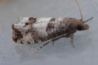 Notocelia incarnatana