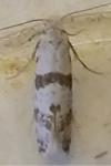 Scythropia crataegella