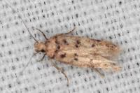 Bryotropha domestica