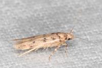 Bryotropha domestica