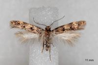 Bryotropha vondermuehlli