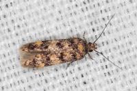 Bryotropha vondermuehlli