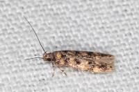 Bryotropha vondermuehlli