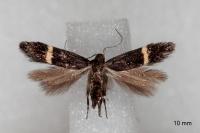 Aproaerema cinctelloides