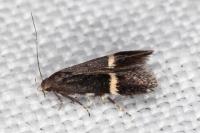 Aproaerema cinctelloides