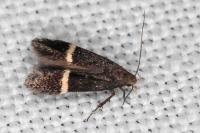 Aproaerema cinctelloides