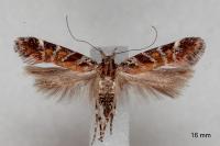 Aristotelia decurtella