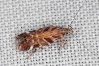 Aristotelia decurtella