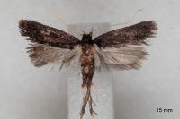 Homaloxestis briantiella