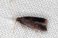 Homaloxestis briantiella