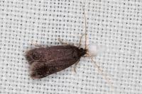 Homaloxestis briantiella
