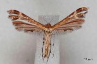 Oxyptilus propedistans