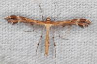 Oxyptilus propedistans