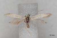 Coleophora dianthi