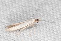 Coleophora dianthi