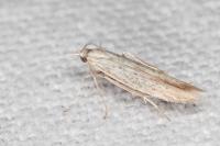 Coleophora dianthi